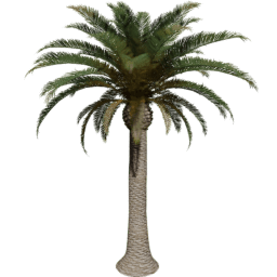 Phoenix canariensis I spring summer