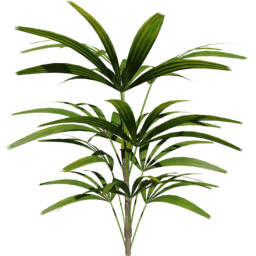 Rhapis excelsa B spring summer autumn