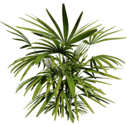 Rhapis excelsa F spring summer autumn