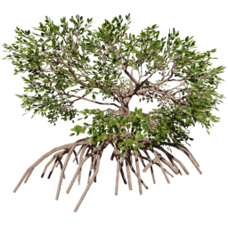 Rhizophora mangle B summer