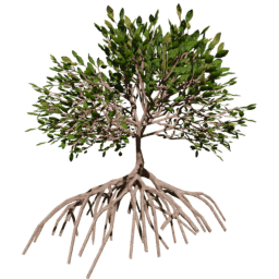 Rhizophora mangle C summer