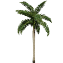 Roystonea regia C spring summer
