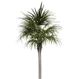 Sabal palmetto A spring summer