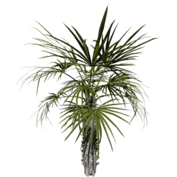 Sabal palmetto C spring summer