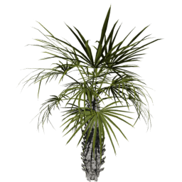 Sabal palmetto D spring summer