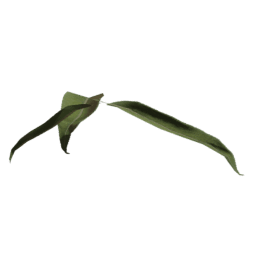 Salix caprea B spring summer