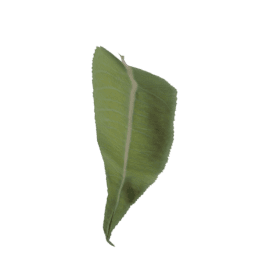 Salix caprea C spring summer