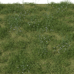 Weeds Alpine Meadow A spring summer