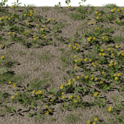 Weeds Dandelion field A spring summer