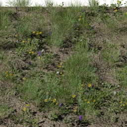 Weeds Pasture B spring summer
