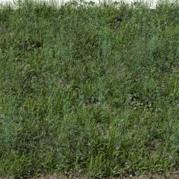 Weeds Pasture C spring summer