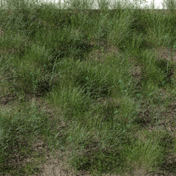Weeds Riverbank A spring summer