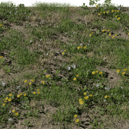 Weeds Short A spring summer