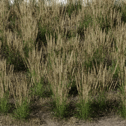 Weeds Steppe B summer autumn
