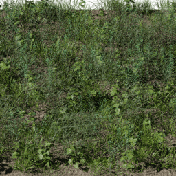 Weeds Tall B spring summer