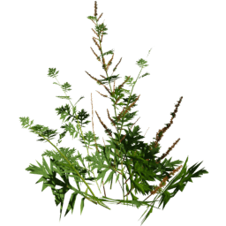 Artemisia vulgaris A spring