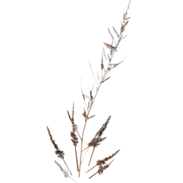 Artemisia vulgaris A winter