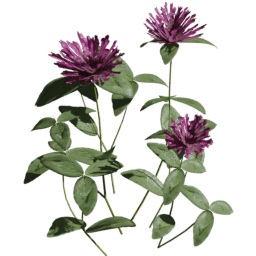 Trifolium pratense B spring summer