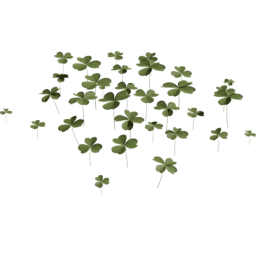 Trifolium repens A spring summer