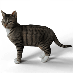 Cat Lio