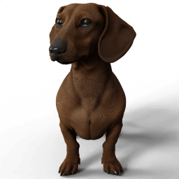 Dog Bruno