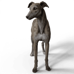 Dog Coco