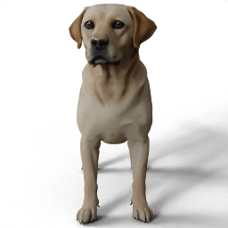 Dog Roxy