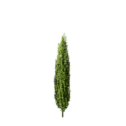 Juniperus communis D spring summer