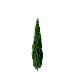 Juniperus scopulorum B spring summer