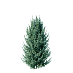 Juniperus scopulorum cv Grey Gleam E spring summer