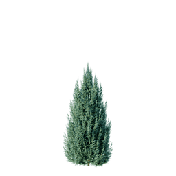 Juniperus scopulorum cv Grey Gleam G spring summer