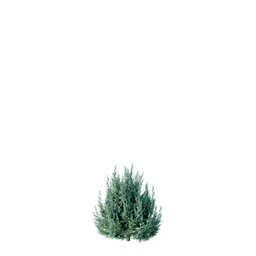 Juniperus scopulorum cv Grey Gleam I spring summer