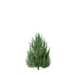 Juniperus scopulorum H spring summer