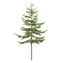 Picea abies C spring summer autumn