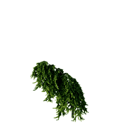 Picea abies cv Inversa B spring summer