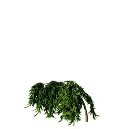 Picea abies cv Inversa C spring summer