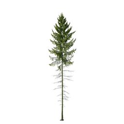 Picea mariana A spring summer