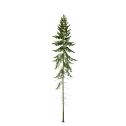 Picea mariana C spring summer