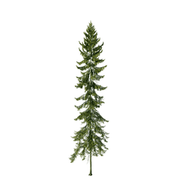 Picea mariana D spring summer