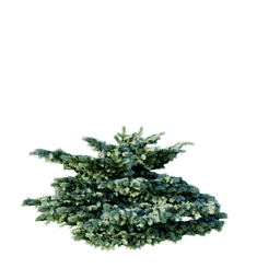 Picea pungens B spring summer