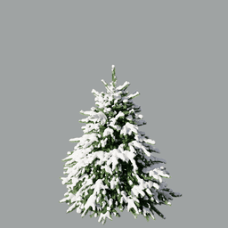 Picea pungens B winter