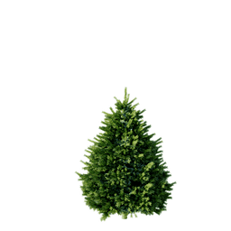 Picea pungens cv Colorado Green C spring summer