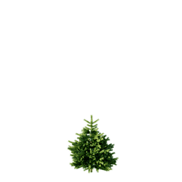 Picea pungens cv Colorado Green E spring summer