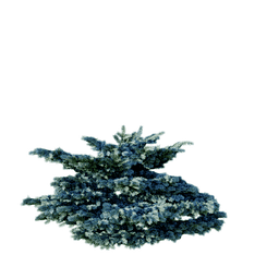 Picea pungens cv Glauca Globosa B spring summer