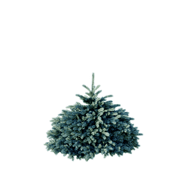 Picea pungens cv Glauca Globosa D spring summer