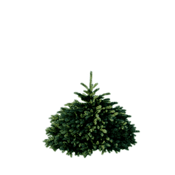 Picea pungens D spring summer