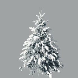 Picea pungens D winter