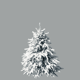 Picea pungens E winter