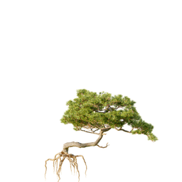 Pinus brutia C spring summer