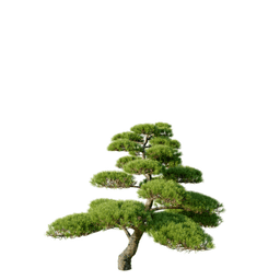 Pinus nigra B spring summer